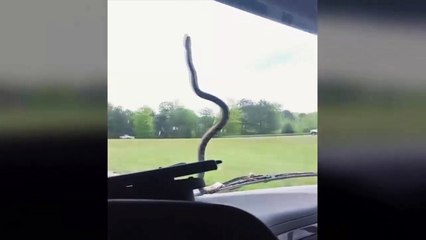 Snake decided to ride on the hood of the truck