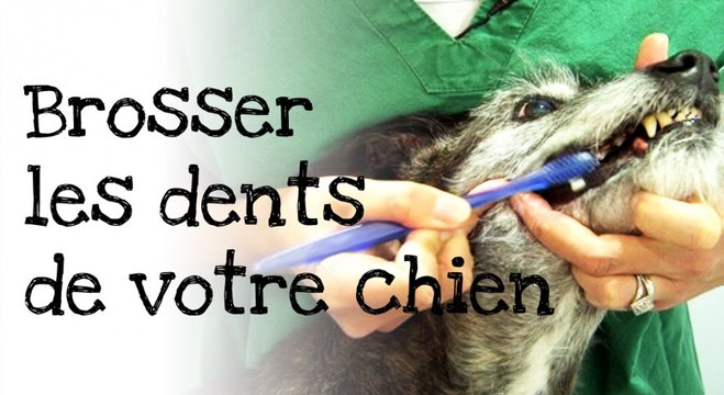 Comment brosser les dents de votre chien ?