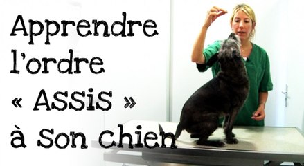 Comment apprendre l’ordre « assis » à votre chien ?