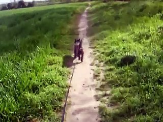 Cross country running with my lovely Tina the cairn terrier on 17th April 2012
