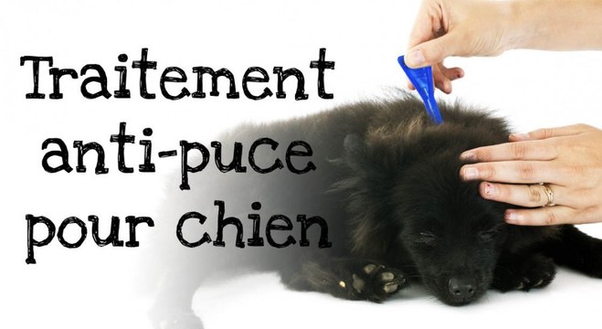 Comment appliquer un traitement anti-puces à votre chien ?