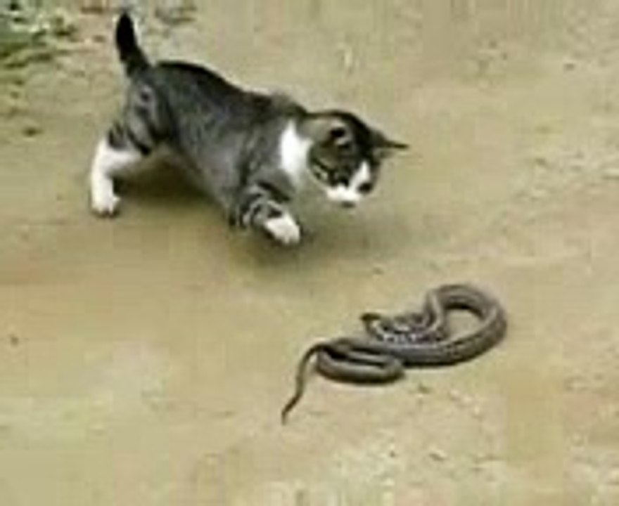 Cat Vs Snake