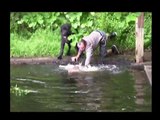 sauvetage d'un chien, Un maître valeureux se jette à l'eau, et sauve son chien de la noyade.