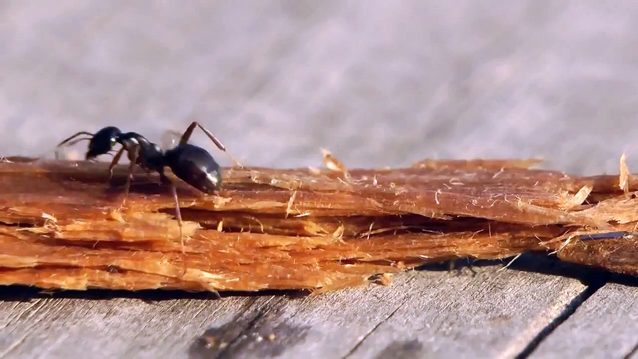 Alkol İçen Karınca