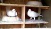 New Jersey Style Pigeon Coop ~/~   NJ Designed Pigeon Loft