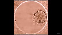 Развитие эмбриона с момента оплодотворения in vitro и до 5-6 дня развития (реальное видео)