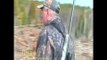 Deer & Deer Hunting: How to Hunt Pressured Deer