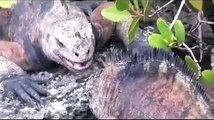 Galapagos Islands RARE ANIMALS - Giant Tortoise