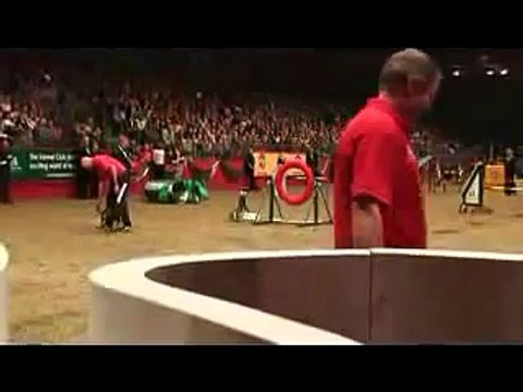 Dream Dog Agility win - Zico the Kelpie at her peak. Olympia