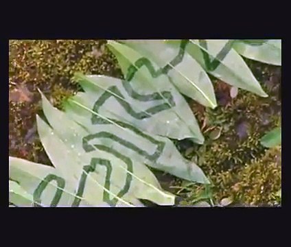 Rivers and Tides (extraits 1)