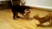 8 month old Mini Schnauzer playing with Jack Russel-Chihuahua Mix Baby