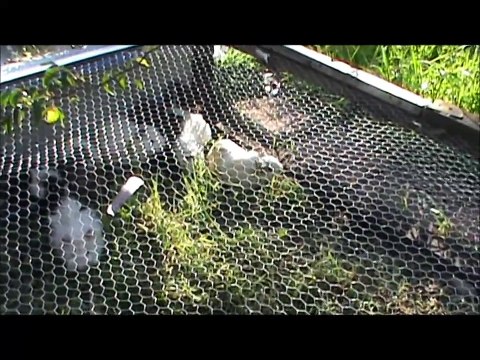 Guinea pigs (Cavies), meat protein.