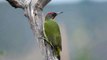 Iberische Groene Specht (Picus viridis sharpei) Iberian Green Woodpecker