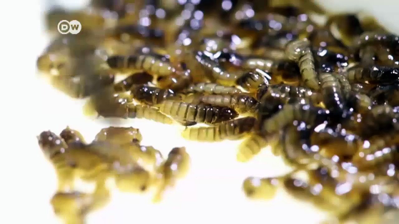 Brasilien: Labormücken gegen Dengue-Fieber | Journal