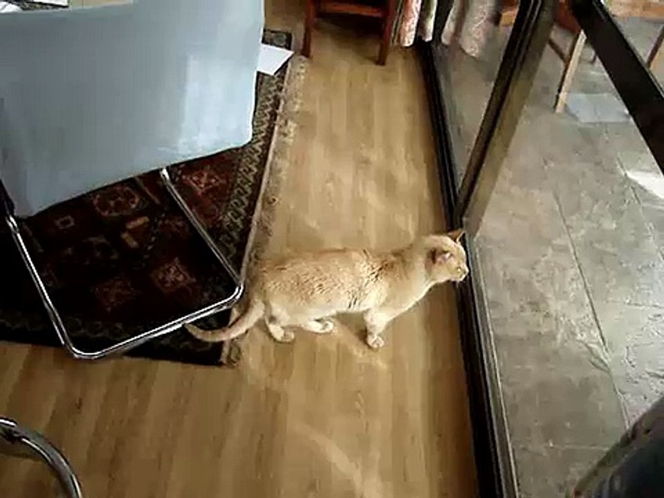 Confused elderly cat screaming