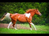 50 best horses, wonderful-50 melhores cavalos, maravilhoso-50 meilleurs chevaux, merveilleux-50 besten Pferde, herrliche
