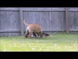 Crazy Huge Dog Chasing me!  Bullmastiff with floppy ears in SloMo