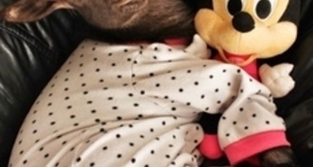 Goat Enjoys Watching TV