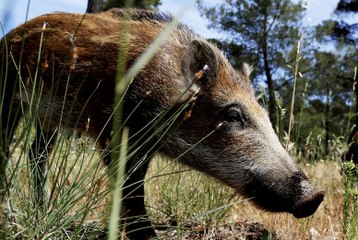 Le 18:18 : le Parc national des calanques déclare la guerre aux sangliers