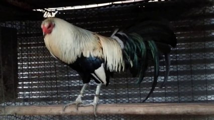 2015 Semental Giro "Irish Grey" Mr. Carl Smith