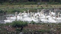 Mute Swans & Australian Black Swan at Abbotsbury Swannery Dorset ~ Mute Swan ~ Birds UK