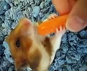 Hungry Hungry Hamster!