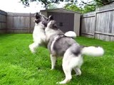 Toby & Quinn Norwegian Elkhounds Playing After a Bath