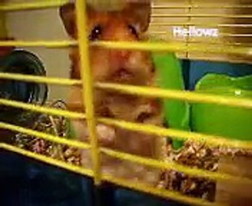 Hamster at Night!