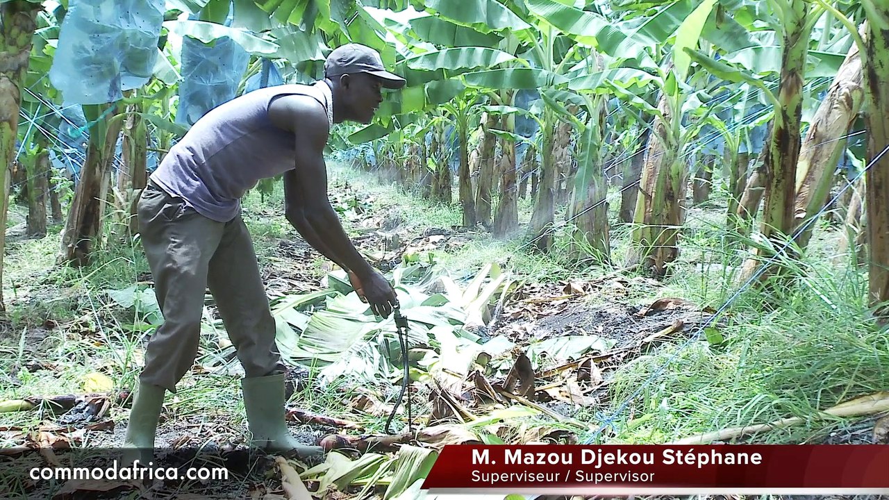Mazou Djekou Stéphane