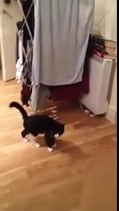 Did Not See That Coming funny cat video