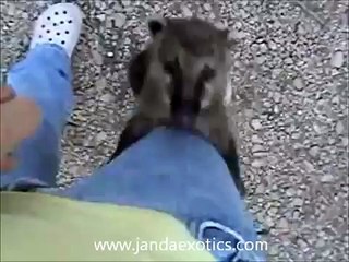 Coatimundi as pets, Our baby coatimundi Severis playing outside