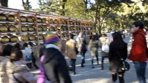 Eating Whale and Meiji Shrine in Japan