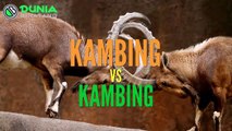 Kumpulan Perkelahian Binatang Buas Video Pertarungan Hewan video dailymotion Kumpulan Perkelahian Binatang Buas Video Pertarungan Hewan video dailymotion