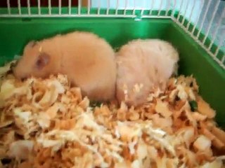 Hamster having nightmares