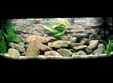 My Juwel Rio 400 Liter Malawi Cichlids Fishtank