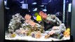 36 Gallon Bow Saltwater Aquarium