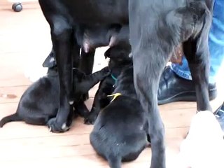 Pups Playing on Deck
