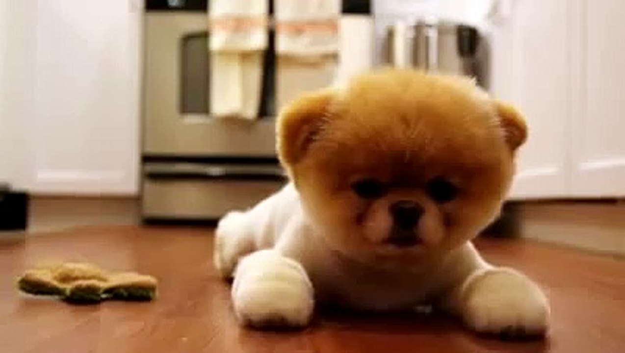 Boo the puppy falling asleep.