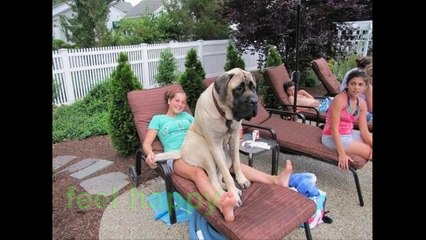 Funny Dog Crazy - The Big Dog Cute And Playful