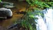 Waterfalls at Ricketts Glen (May & June 2009)