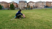 American crow is released back into the wild