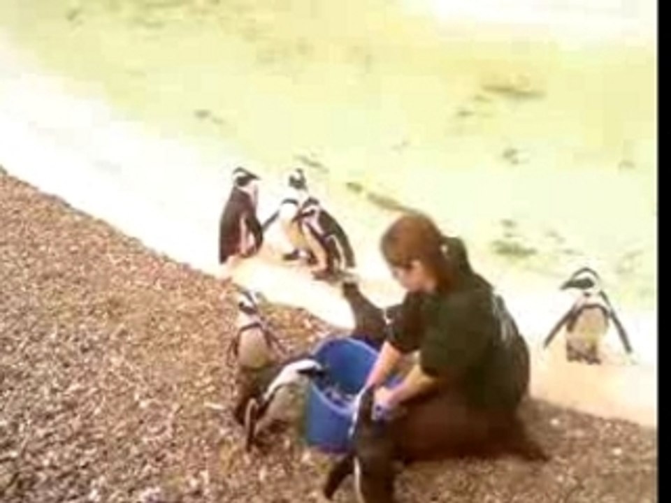 Pingouins-0003