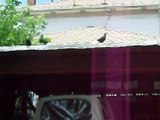 Doneks Macedonian pigeons U.S.A