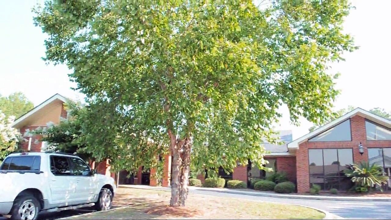 River Birch Tree, Betula nigra, Fast Growing Shade Trees