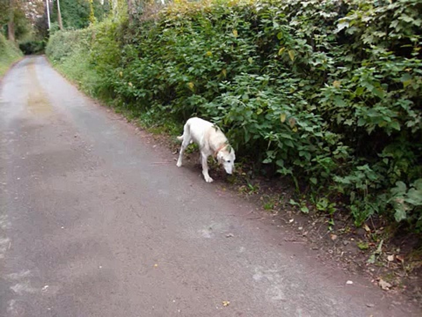 Walking our Labradors