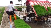 Amazing Video of Rice cultivation