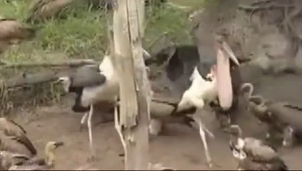 Vultures eat a corpse of hippo and crocodile attack