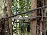 Pygmy Marmosets Eat Bananas