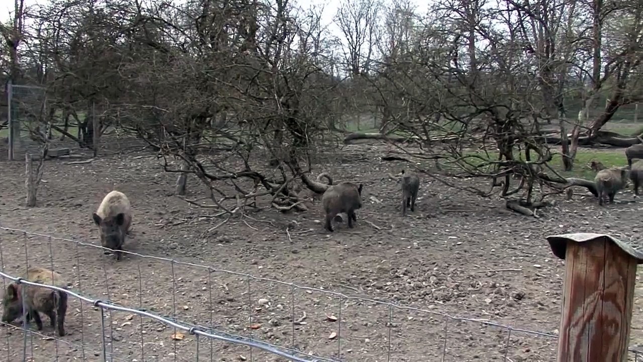 Wild Pig Attack.