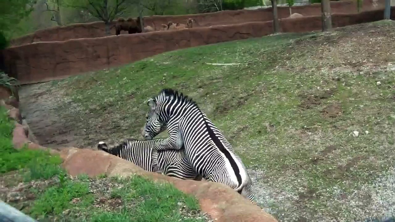 Zebra Love